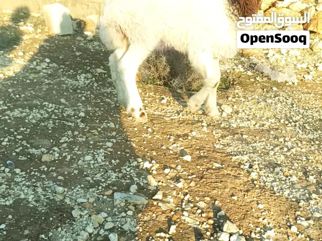 خروف عواس الأصلي نخب أول عز ما تربي
