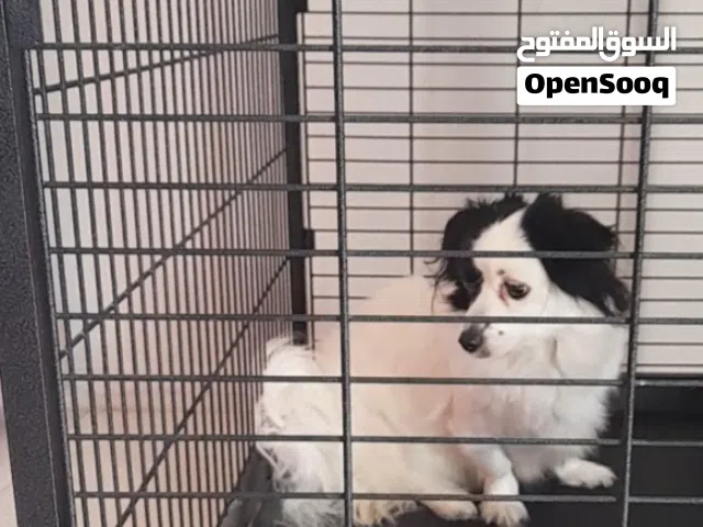 كلب  العمر 1.5