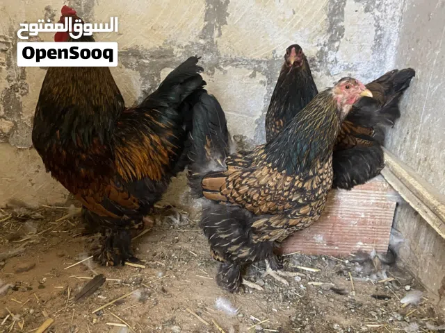 براهما سبرايت نحاسي