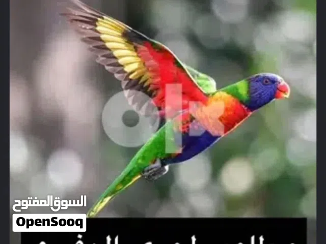 مطلوب لوري او متو