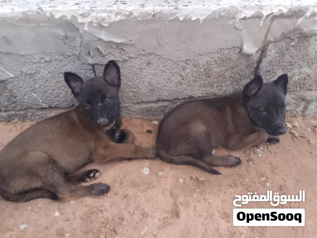 2 جرواي مينوا دكور درجة اولى