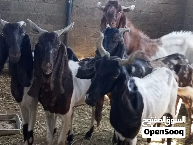 حلال باكستاني