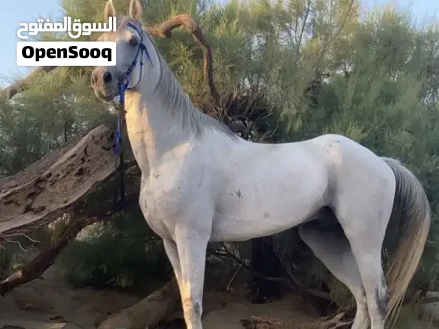 حصان فحل للبيع