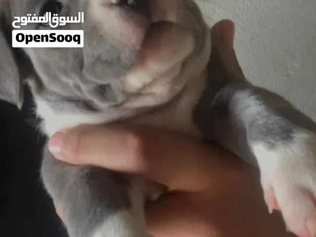 اضخم واحلى جراوي بيتبول