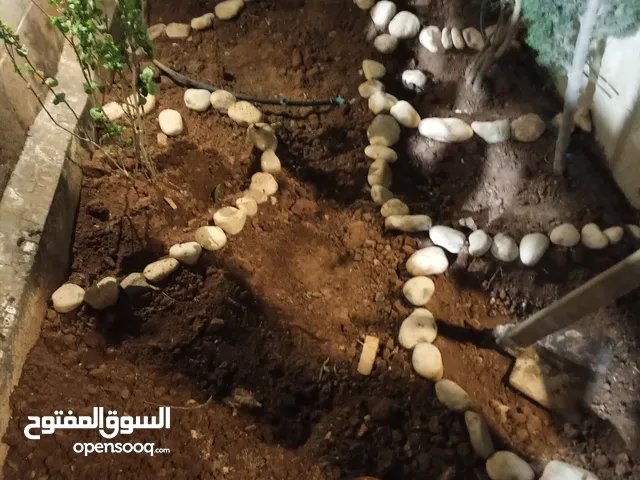تنسيق حدائق والأشجار