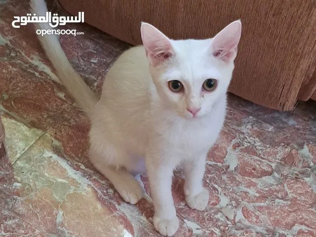 قط و قطة  مكس لأم شيرازي  قابل للتفاوض