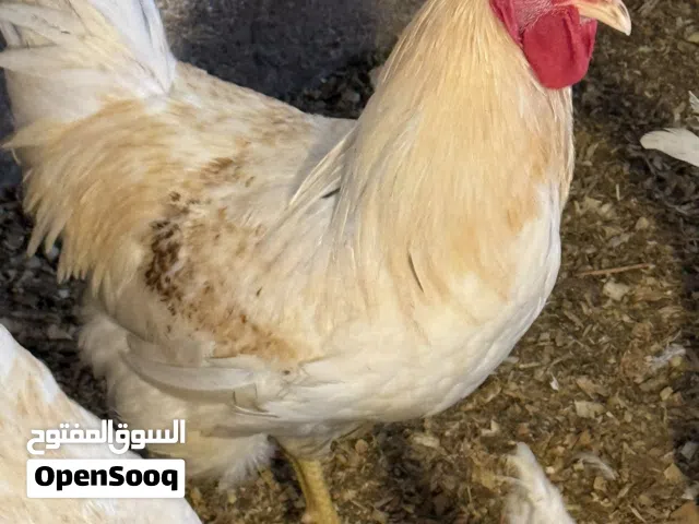 ديوك لوهمان  عمر ست اشهر نخب النخب موجود كمية