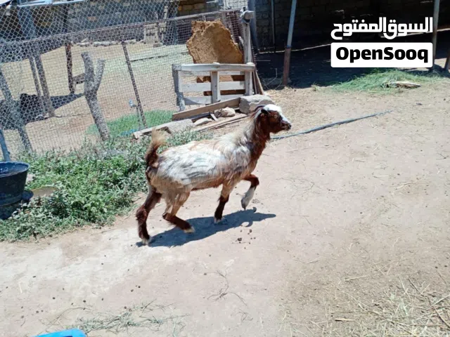 شاه من حلال بني سعيد سمينه على لآخر