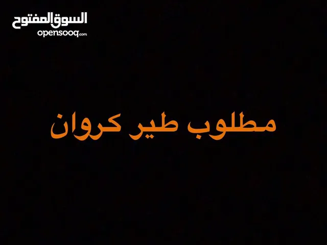 مطلوب طير كروان