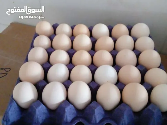 يتوفر بيض طازج بشكل يومي من المزرعة وبيض مخصب