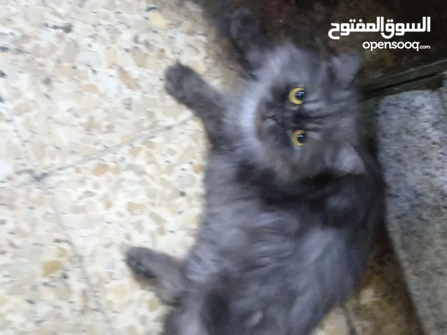 انزل للوصف بزون حي لازدقا