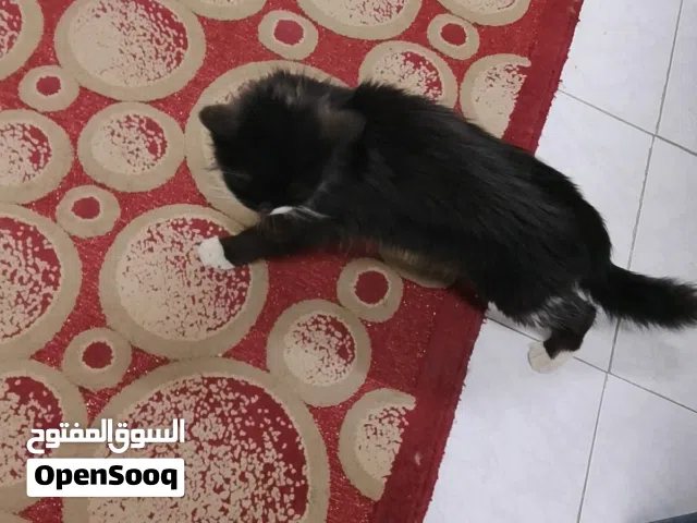 3 قطط للتبني في المنيل