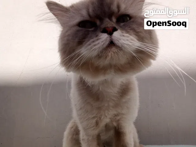 ذكر وكيتين انثى وذكر للتبني مجاناً مع أكله للذكر إمكانية التوصيل
