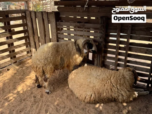 خرفان للبيع