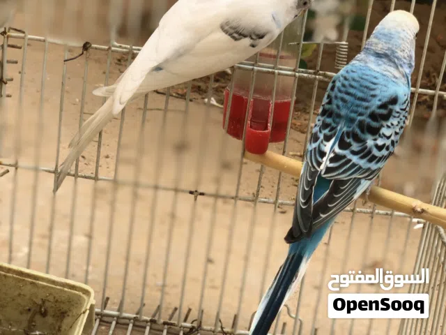 السلام عليكم ورحمة الله وبركاته متوفر كوبيا بقلينوا ربي يبارك