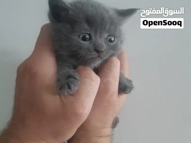 Scottish fold