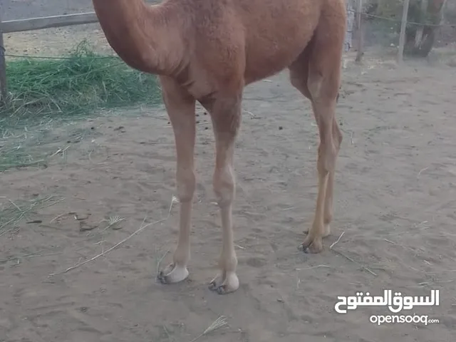 قعود حق لحم