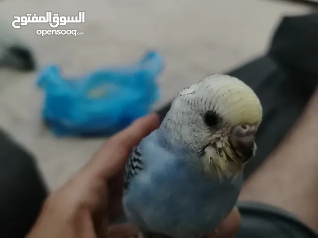 فروخ بادجي هدد