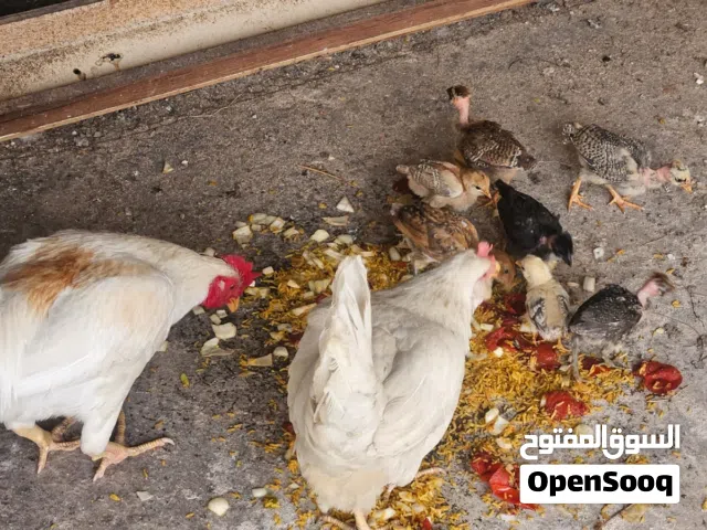 ديج ودجاجه هيه وافراخه عدد 8