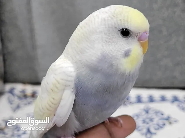 طيور حب (بادجي)