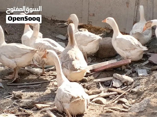 بطوط عرب بياضات عددهن 5 ازواج للبيع اقره الوصف