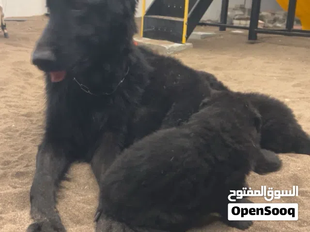 للبيع جيرمن شبرد بلاك جاك