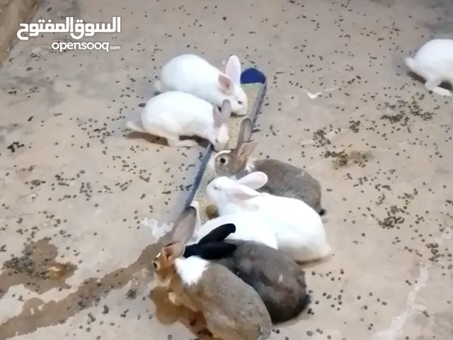 ارانب للبيع