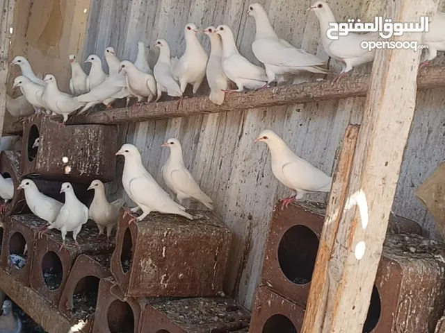 حمام فرنسي ماشاء الله تبارك الله