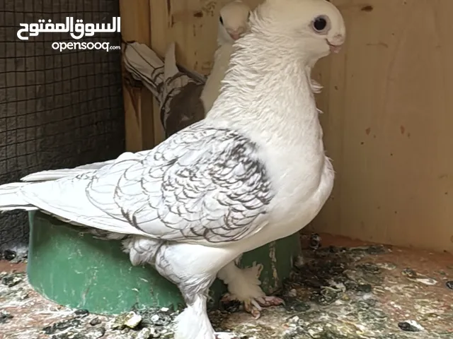 حمام للبيع اي تفاصيل ماعرف عنهن