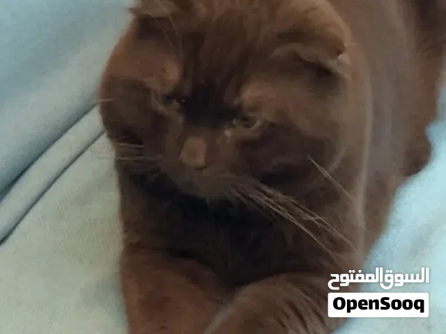 ذكر جوكلت سكوتش فولد