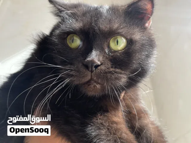 انثى سكوتش فولد بيور دارك تشوكلت منتجه للبيع