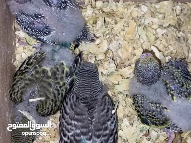 للبيع طيور هند