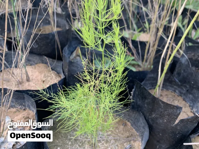 متوفر شتول نبات الهليون Asparagus عمر عامين