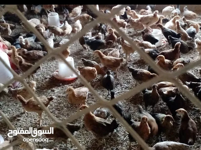 small chickens for sale.