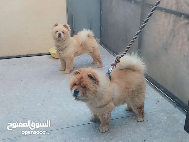 جوز شاو شاو ذكر و انثى بيور fci