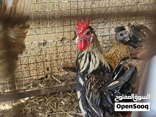 دجاج حبحب الكويتي القزم