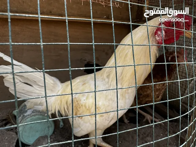 دجاج عرب مع كوشن