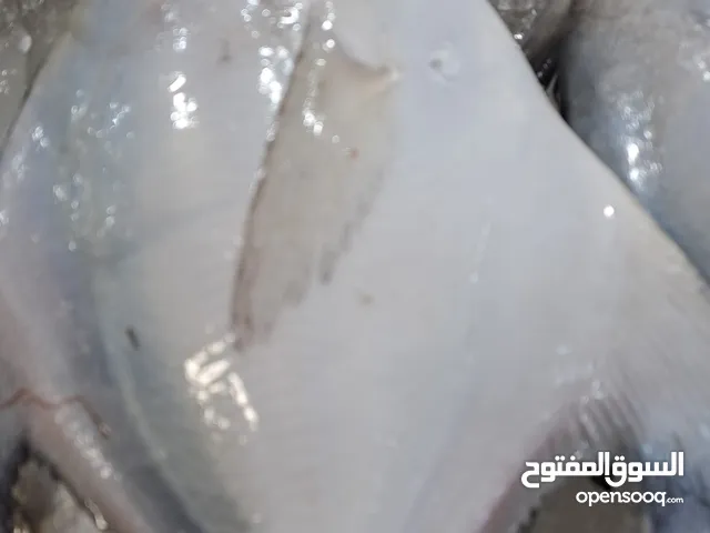 سمك طازج يوميا من البحر الي البيت سعر السوق تنضيف وتوصيل جميع مناطق الكويت