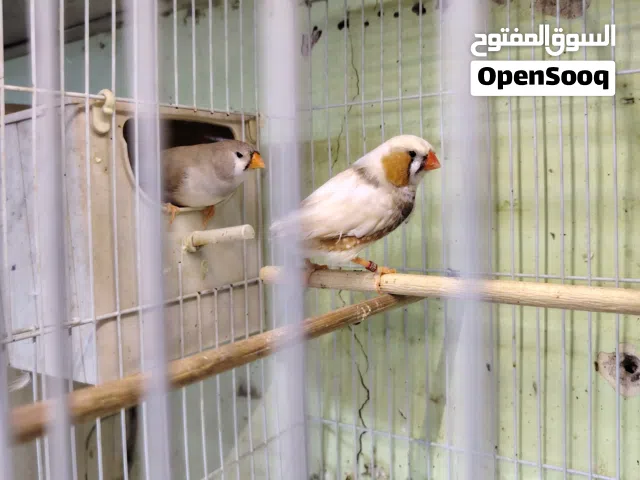 زيبرا فنش مكس