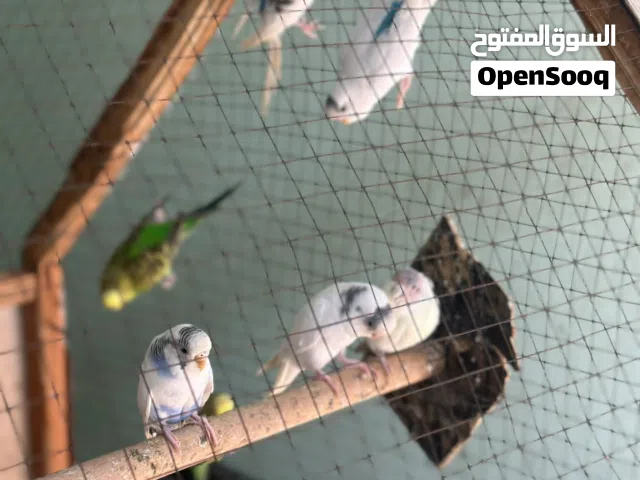طيور حب مال بيت شرط تبزير وبيضات