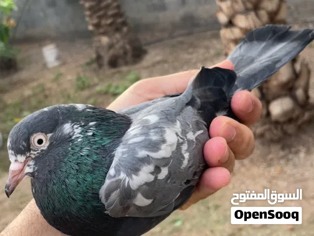 زوج تشينا منتج