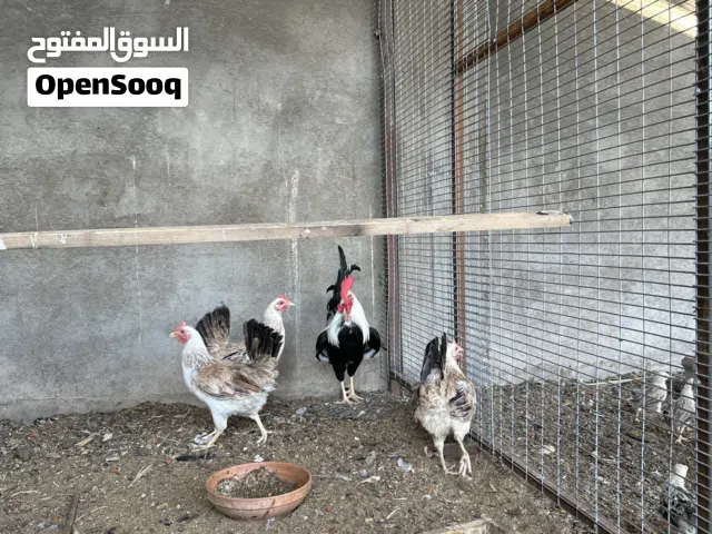 دجاج دندراوي خط اول فول للبيع
