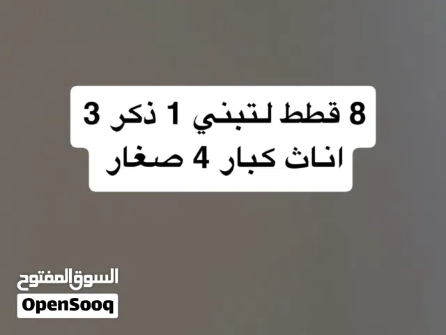 قطط لتبني فقط