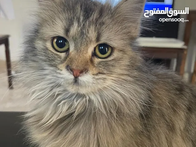 قطة شيرازي للتبني عمر 6 شهور