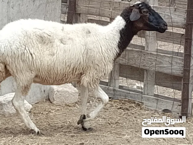 نعجه هجين صوف تبارك الله السن جامعة جمع صغير عشره مبينه في 3شهور