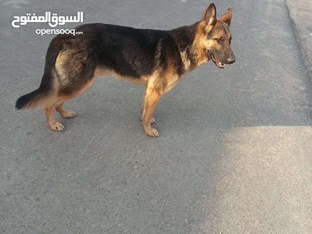 كلب جيرمن شيىبر اقره وصف