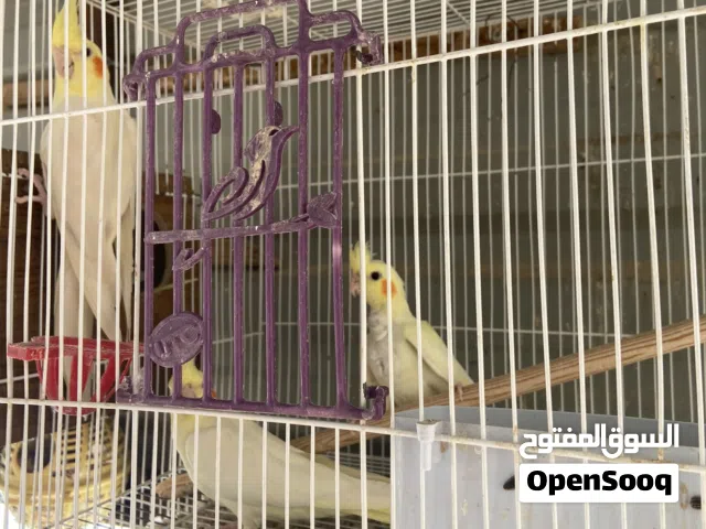 4 فراخ كوكتيل عمر 3 اشهر تقريباً
