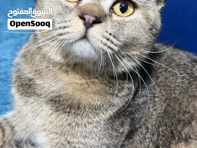 قط طيب ولعوب