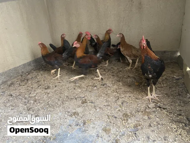 للبيع دجاجة وديج