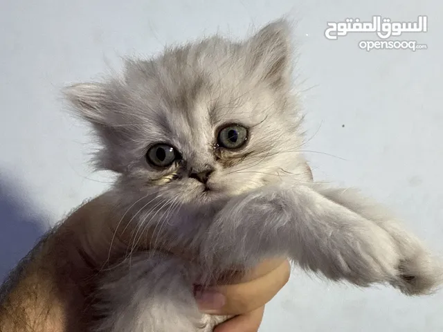 قطط للبيع شانشيلا